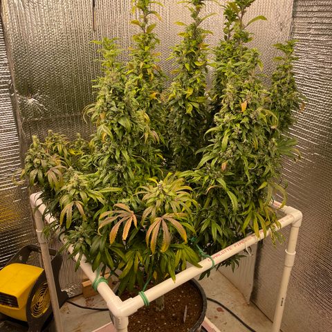 Lucyfur growlog timeline photo
