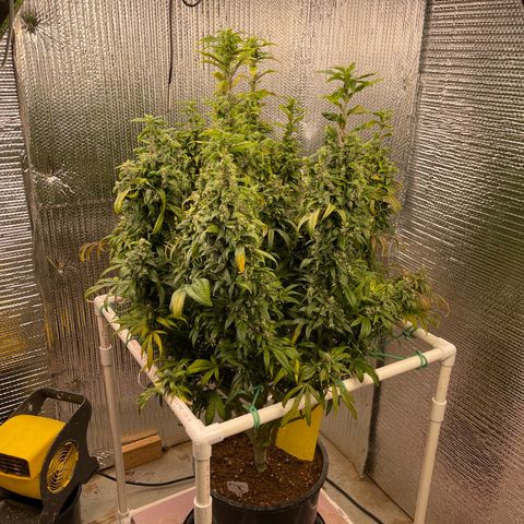 Lucyfur growlog timeline photo