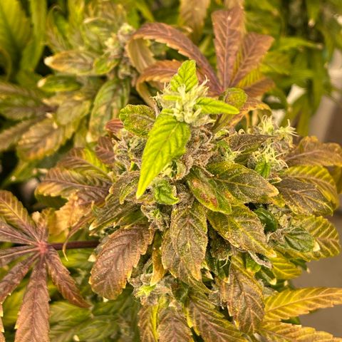 Lucyfur growlog timeline photo