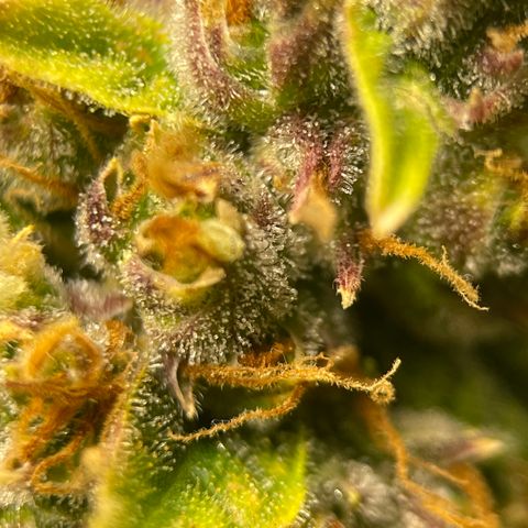 Candy Cane growlog timeline photo