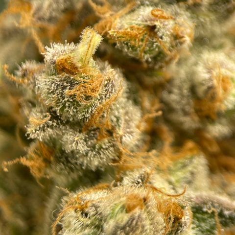 GI Jane growlog timeline photo
