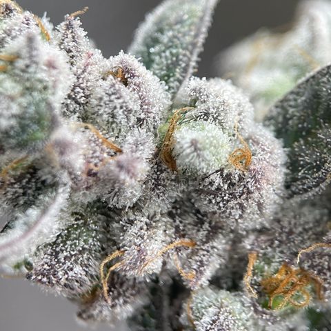 Princess Grodd growlog timeline photo