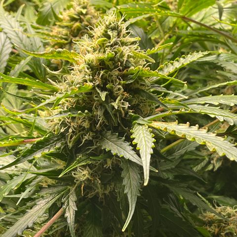 Candy Cane growlog timeline photo