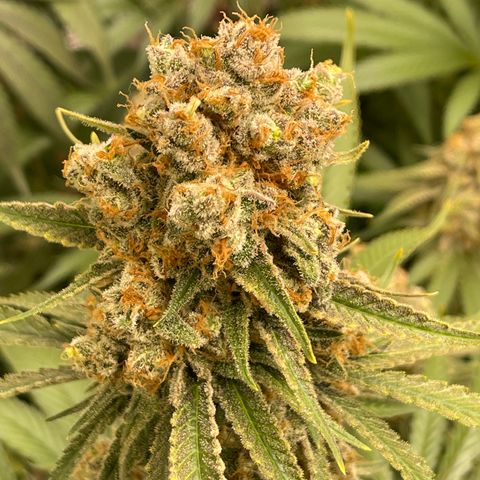 GI Jane growlog timeline photo