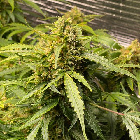 Candy Cane growlog timeline photo