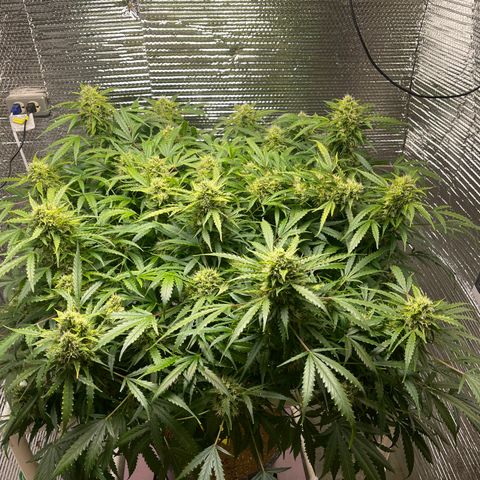 Candy Cane growlog timeline photo