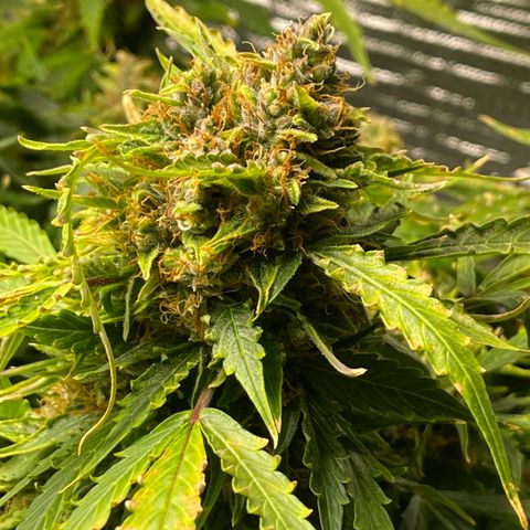 Candy Cane growlog timeline photo