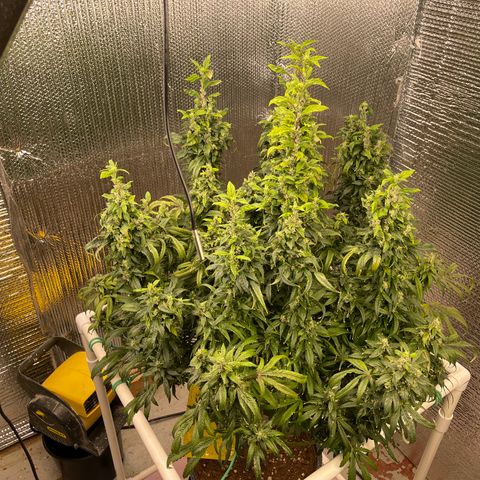 Lucyfur growlog timeline photo