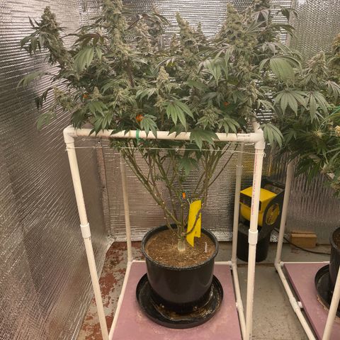 Princess Grodd growlog timeline photo