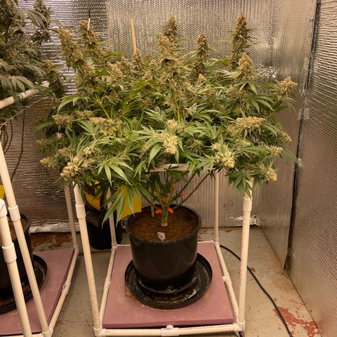 GI Jane growlog timeline photo