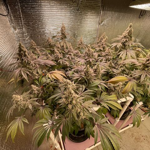 Princess Grodd growlog timeline photo