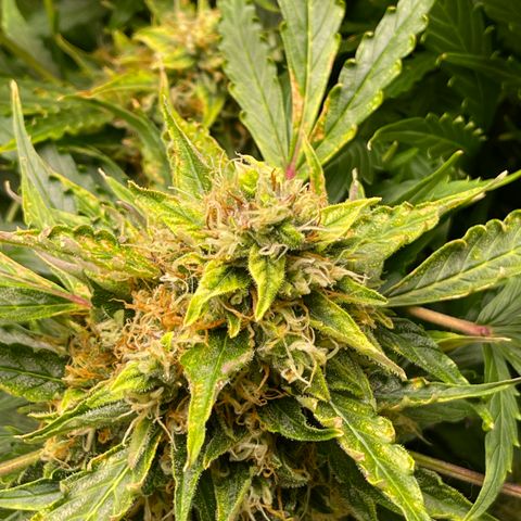 Candy Cane growlog timeline photo