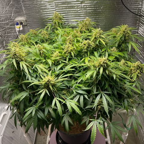 Candy Cane growlog timeline photo