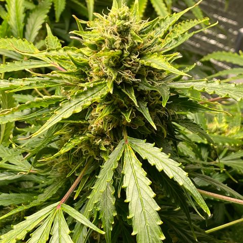 Candy Cane growlog timeline photo