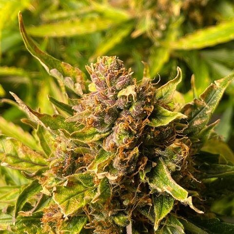 Candy Cane growlog timeline photo