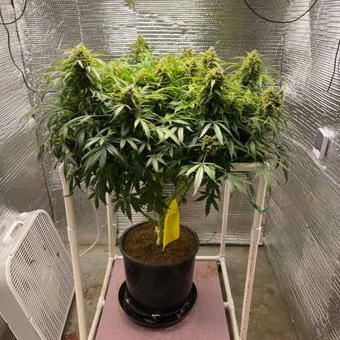 Candy Cane growlog timeline photo