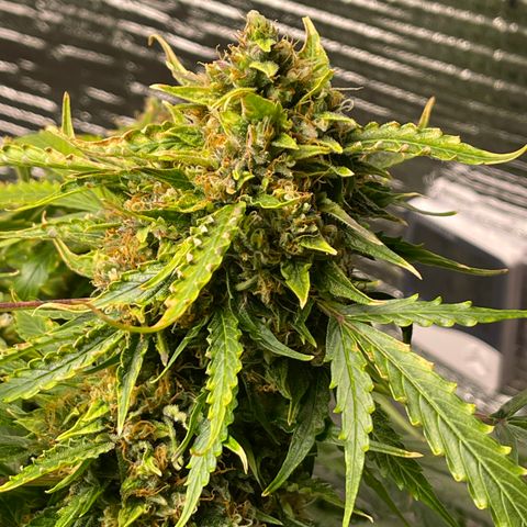 Candy Cane growlog timeline photo