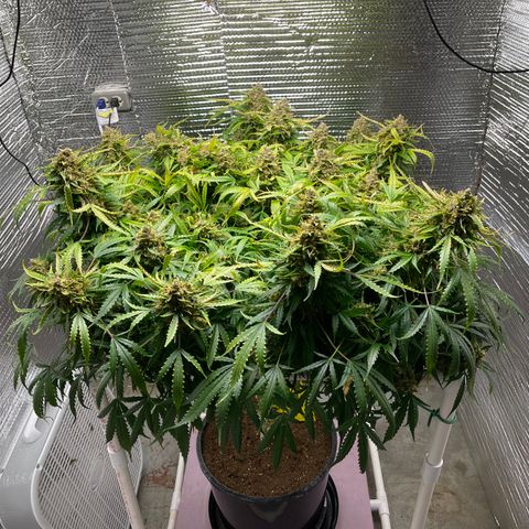 Candy Cane growlog timeline photo