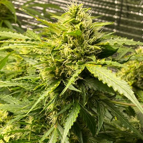 Candy Cane growlog timeline photo