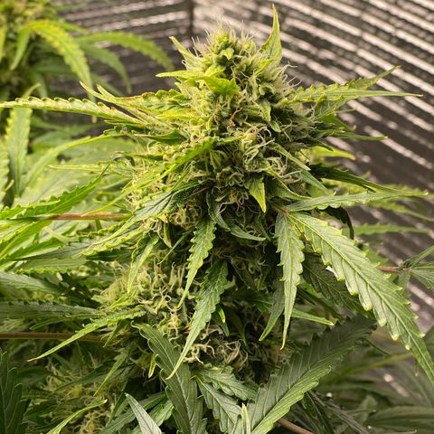 Candy Cane growlog timeline photo