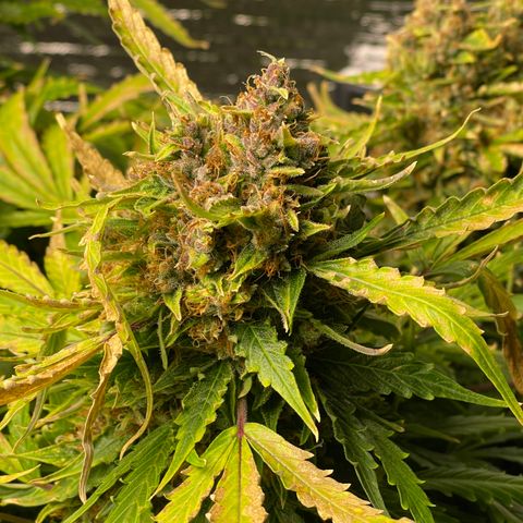 Candy Cane growlog timeline photo