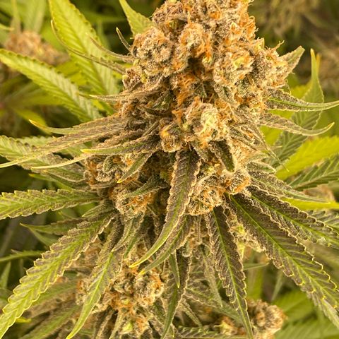 GI Jane growlog timeline photo