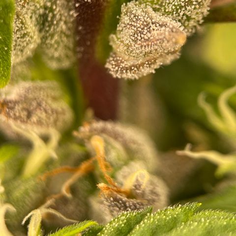 Lucyfur growlog timeline photo