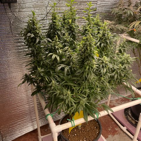 Lucyfur growlog timeline photo