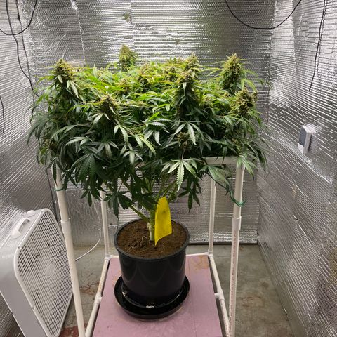 Candy Cane growlog timeline photo