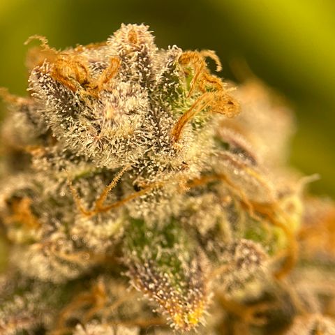 GI Jane growlog timeline photo