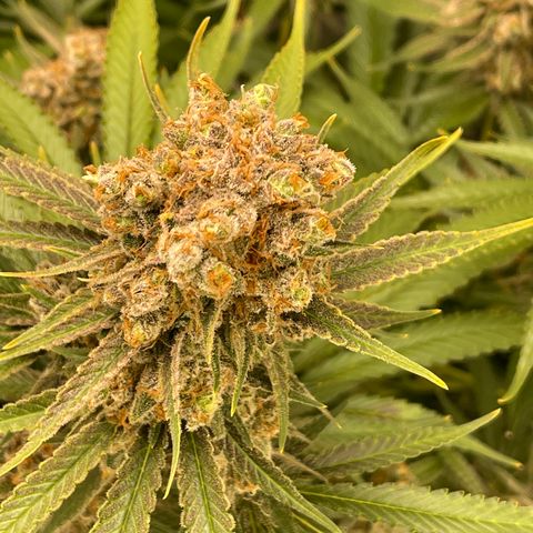 GI Jane growlog timeline photo