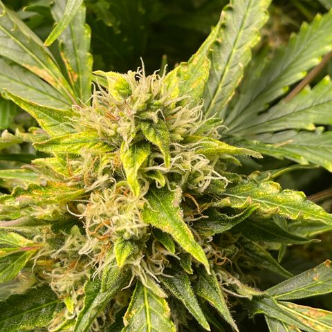 Candy Cane growlog timeline photo