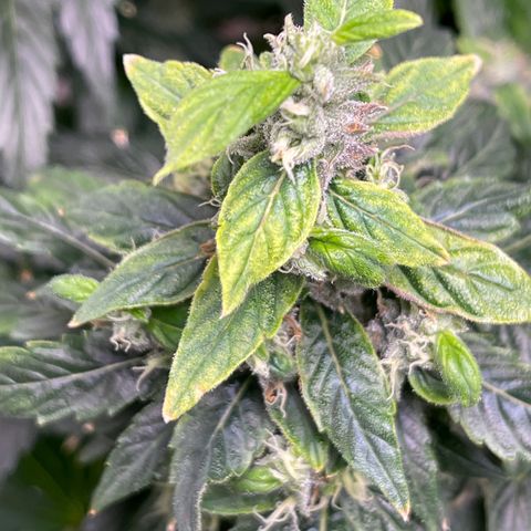 Lucyfur growlog timeline photo
