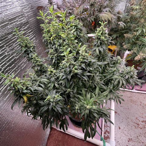 Lucyfur growlog timeline photo