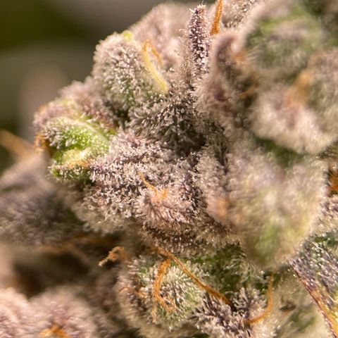 Princess Grodd growlog timeline photo