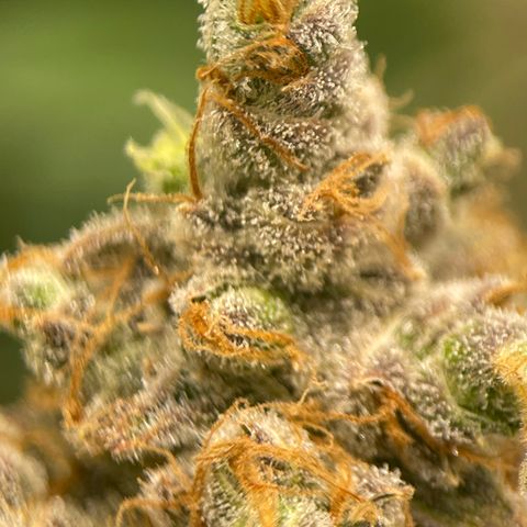 GI Jane growlog timeline photo