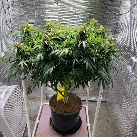 Candy Cane growlog timeline photo