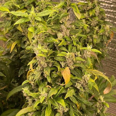 Lucyfur growlog timeline photo