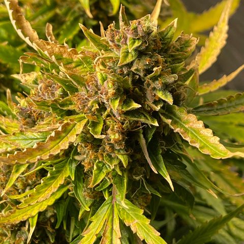 Candy Cane growlog timeline photo