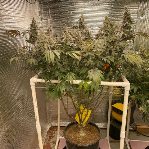 Princess Grodd growlog timeline photo