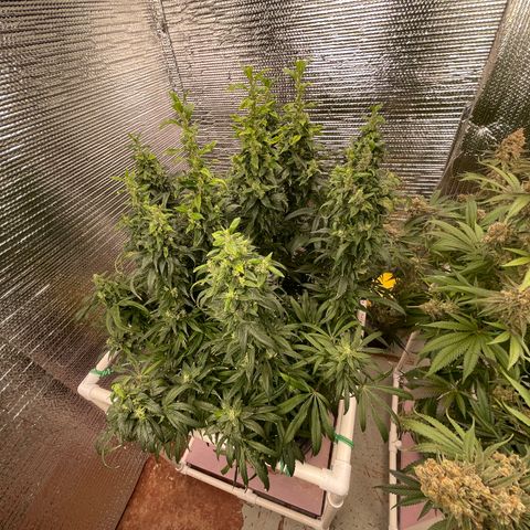 Lucyfur growlog timeline photo