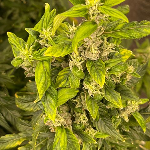 Lucyfur growlog timeline photo