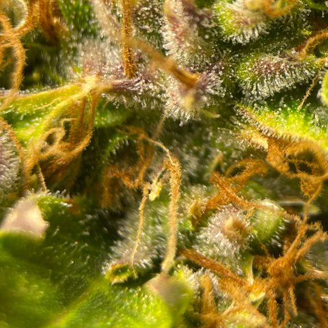 Candy Cane growlog timeline photo