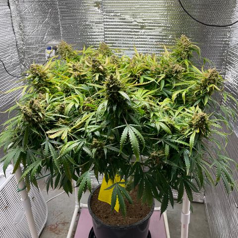Candy Cane growlog timeline photo