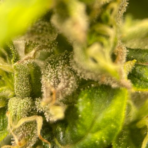 Lucyfur growlog timeline photo