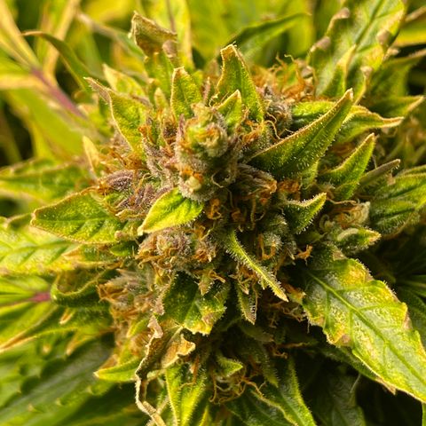Candy Cane growlog timeline photo