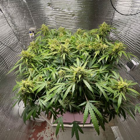 Candy Cane growlog timeline photo