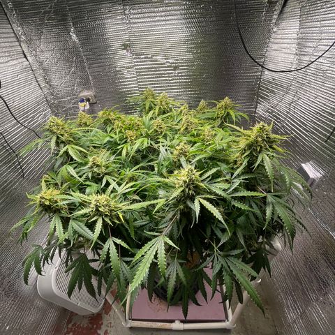 Candy Cane growlog timeline photo