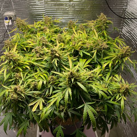Candy Cane growlog timeline photo