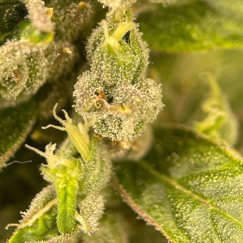 Lucyfur growlog timeline photo